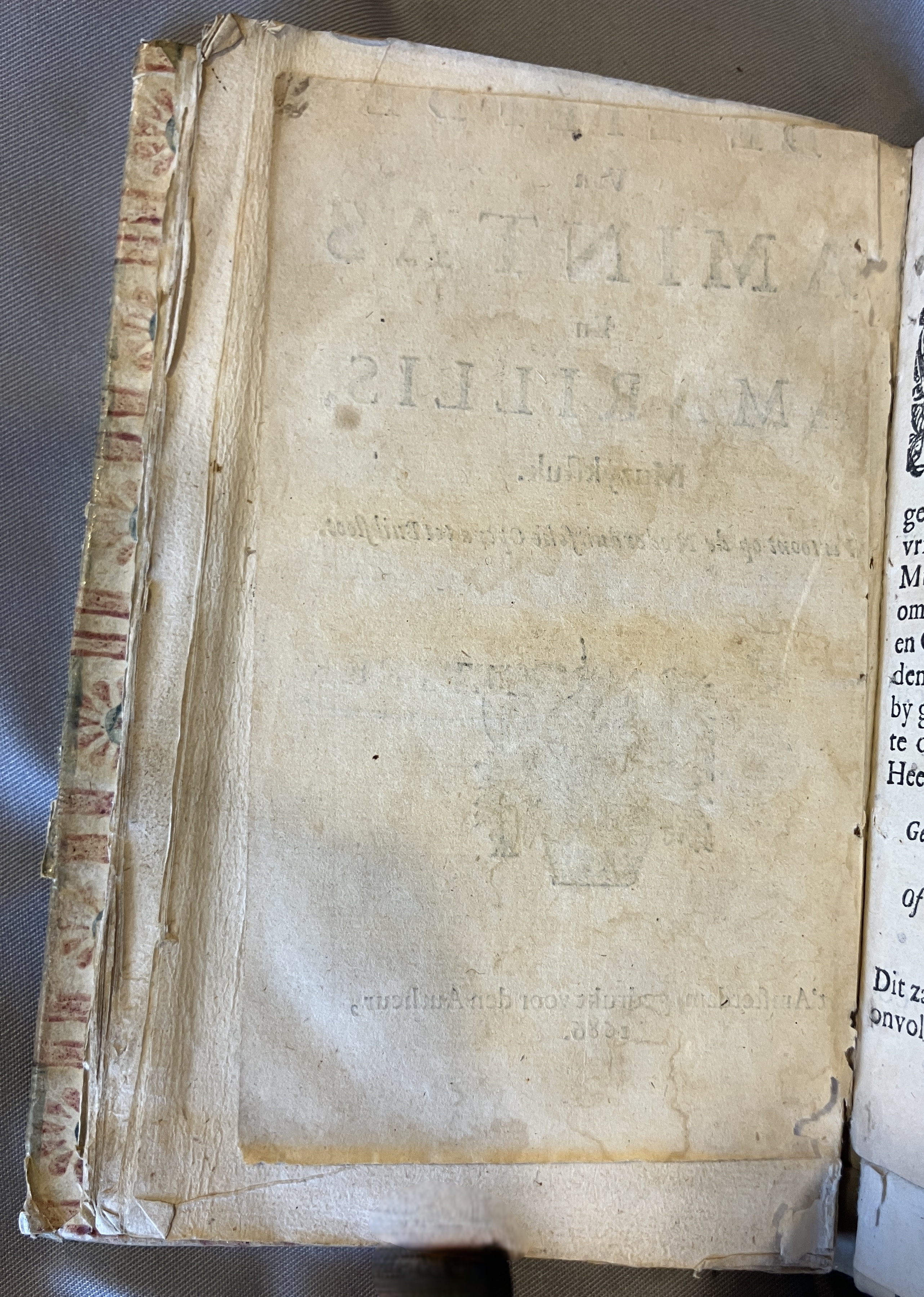 LingelbachAmintasAmarillis1686p02